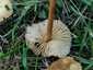 Mezei szegfűgomba (Marasmius oreades), Budai-hegység